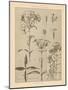 Lithograph Florals III-Wild Apple Portfolio-Mounted Art Print