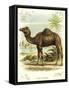 Lithograph of Camel-null-Framed Stretched Canvas