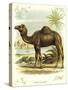 Lithograph of Camel-null-Stretched Canvas