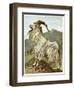 Lithograph of Mountain Goat-null-Framed Premium Giclee Print