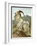 Lithograph of Mountain Goat-null-Framed Premium Giclee Print