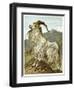 Lithograph of Mountain Goat-null-Framed Giclee Print