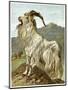 Lithograph of Mountain Goat-null-Mounted Giclee Print