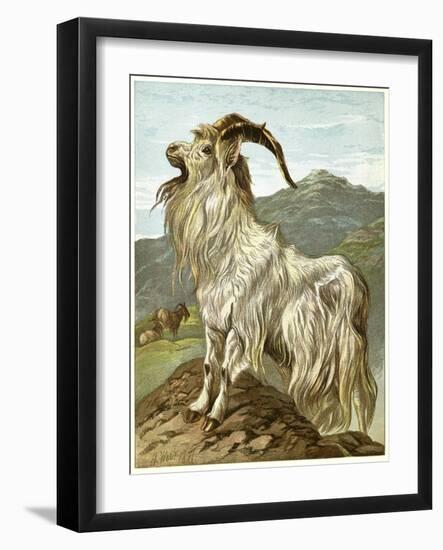 Lithograph of Mountain Goat-null-Framed Giclee Print