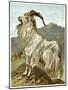 Lithograph of Mountain Goat-null-Mounted Giclee Print