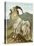 Lithograph of Mountain Goat-null-Stretched Canvas