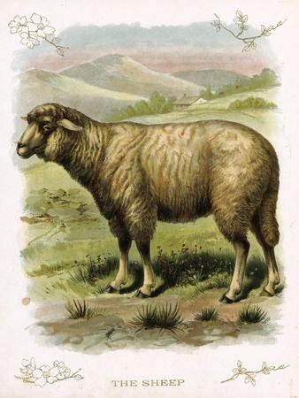 https://imgc.allpostersimages.com/img/posters/lithograph-of-sheep_u-L-Q1KTUH70.jpg?artPerspective=n