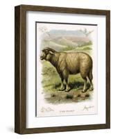 Lithograph of Sheep-null-Framed Giclee Print