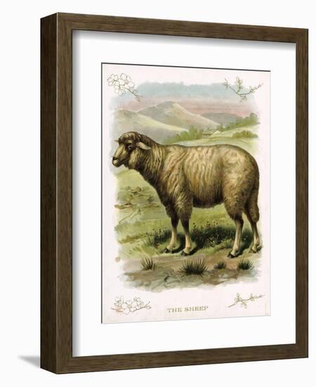 Lithograph of Sheep-null-Framed Giclee Print