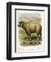 Lithograph of Sheep-null-Framed Giclee Print