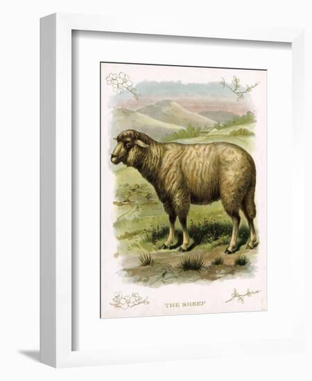 Lithograph of Sheep-null-Framed Giclee Print