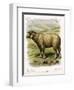 Lithograph of Sheep-null-Framed Giclee Print