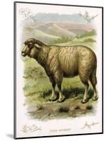 Lithograph of Sheep-null-Mounted Giclee Print