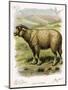 Lithograph of Sheep-null-Mounted Giclee Print
