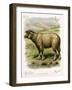 Lithograph of Sheep-null-Framed Giclee Print