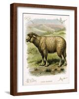 Lithograph of Sheep-null-Framed Giclee Print