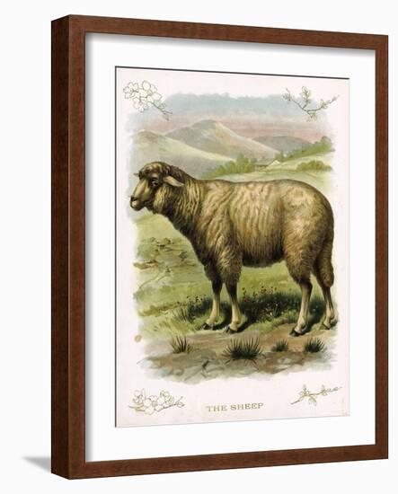 Lithograph of Sheep-null-Framed Giclee Print