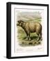 Lithograph of Sheep-null-Framed Giclee Print