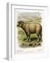 Lithograph of Sheep-null-Framed Giclee Print