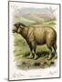 Lithograph of Sheep-null-Mounted Giclee Print