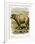 Lithograph of Sheep-null-Framed Giclee Print