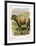 Lithograph of Sheep-null-Framed Giclee Print