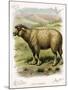 Lithograph of Sheep-null-Mounted Giclee Print