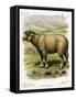 Lithograph of Sheep-null-Framed Stretched Canvas