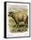 Lithograph of Sheep-null-Framed Stretched Canvas