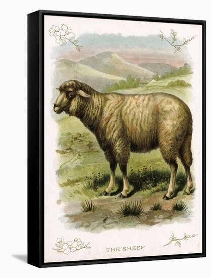 Lithograph of Sheep-null-Framed Stretched Canvas
