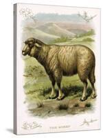 Lithograph of Sheep-null-Stretched Canvas