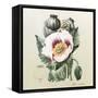 Lithograph of the Opium Poppy-National Library of Medicine-Framed Stretched Canvas