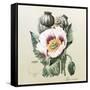 Lithograph of the Opium Poppy-National Library of Medicine-Framed Stretched Canvas