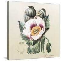 Lithograph of the Opium Poppy-National Library of Medicine-Stretched Canvas