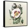 Lithograph of the Opium Poppy-National Library of Medicine-Framed Stretched Canvas