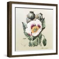 Lithograph of the Opium Poppy-National Library of Medicine-Framed Premium Photographic Print