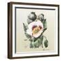 Lithograph of the Opium Poppy-National Library of Medicine-Framed Premium Photographic Print