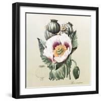 Lithograph of the Opium Poppy-National Library of Medicine-Framed Premium Photographic Print