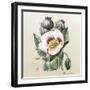 Lithograph of the Opium Poppy-National Library of Medicine-Framed Premium Photographic Print