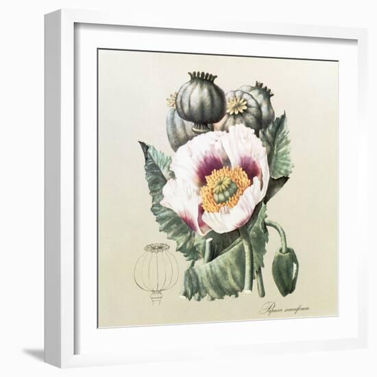 Lithograph of the Opium Poppy-National Library of Medicine-Framed Premium Photographic Print