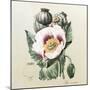 Lithograph of the Opium Poppy-National Library of Medicine-Mounted Premium Photographic Print