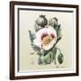 Lithograph of the Opium Poppy-National Library of Medicine-Framed Photographic Print