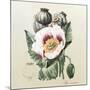 Lithograph of the Opium Poppy-National Library of Medicine-Mounted Photographic Print