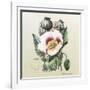 Lithograph of the Opium Poppy-National Library of Medicine-Framed Photographic Print