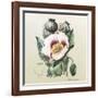 Lithograph of the Opium Poppy-National Library of Medicine-Framed Photographic Print