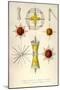 Lithoptera Mulleri, Astrolithium, A. Dicopum, A. Bifidum, A. Cruciatum, Diploconus Fasces-Ernst Haeckel-Mounted Art Print