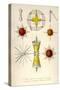 Lithoptera Mulleri, Astrolithium, A. Dicopum, A. Bifidum, A. Cruciatum, Diploconus Fasces-Ernst Haeckel-Stretched Canvas