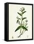 Lithospermum Arvense Corn Gromwell-null-Framed Stretched Canvas