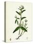 Lithospermum Arvense Corn Gromwell-null-Stretched Canvas