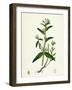 Lithospermum Arvense Corn Gromwell-null-Framed Giclee Print